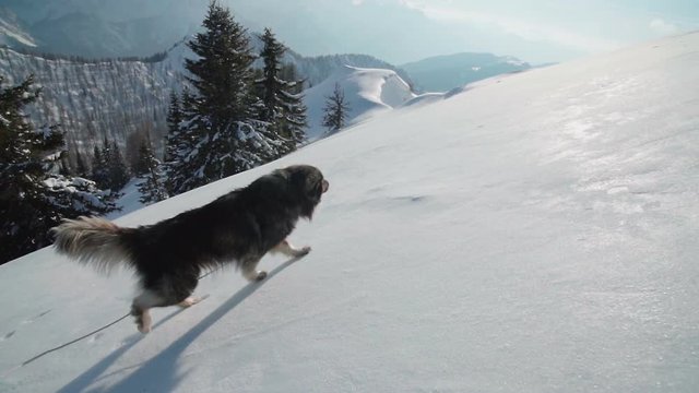 A Big Dog Walking On A Mountain And Looking Over The Edge