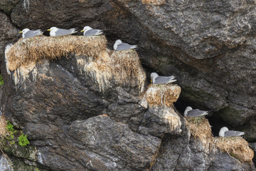 Nesting seagulls in a rock crevice in the harbor of Nusfjord, a traditional fishing village along the Vestfjorden