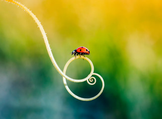 a little red ladybug crawling on the green grass in a spiral in the summer  meadow