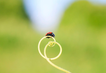 red ladybug crawling on green grass curved into a spiral on a summer Sunny meadow