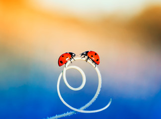 two red ladybugs crawling towards each other on the green grass curved into a spiral in the summer Sunny meadow