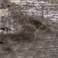 Natural section of the tree trunk of gray color