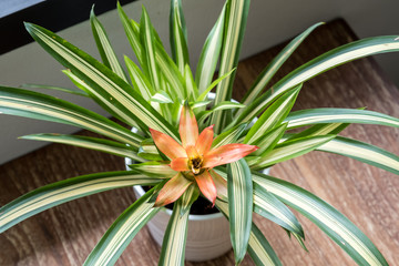 bromeliad blossom on the table.houseplant