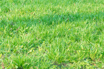 Background from green grass.