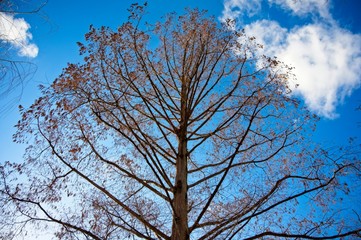 Bare tree in the winter