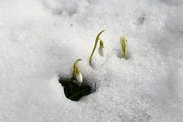 Schneeglöckchen im Schnee