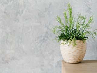Home plant decor. Design concept. Flowerpot with houseplant. Copy space on grey background.