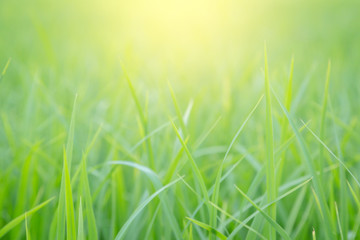 Fototapeta na wymiar Fresh green grass with morning sunshine. Natural green background.