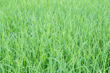 Fresh green grass. Natural green background. 