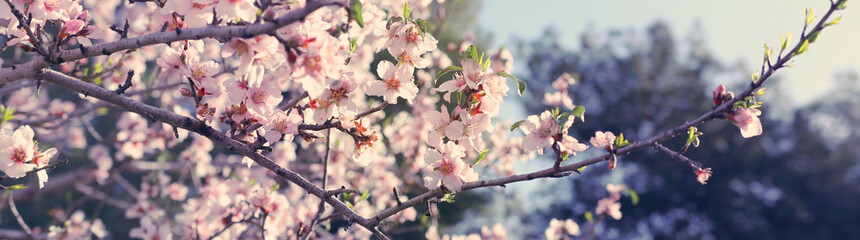 background of spring cherry blossoms tree. selective focus.