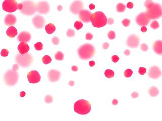 Pink rose petals falling vector valentine background.