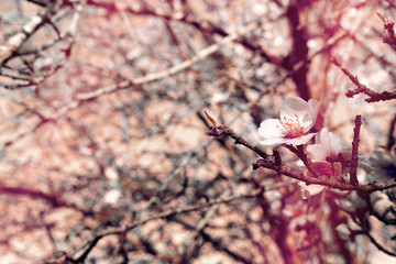 background of spring cherry blossoms tree. selective focus.