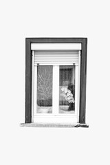 Fenster freigestellt