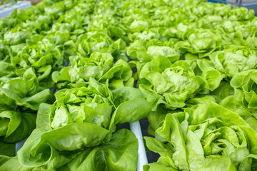 Fototapeta na wymiar Fresh organic green leaves lettuce salad plant in hydroponics vegetables farm system
