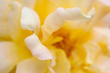 rose flower closeup abstract background