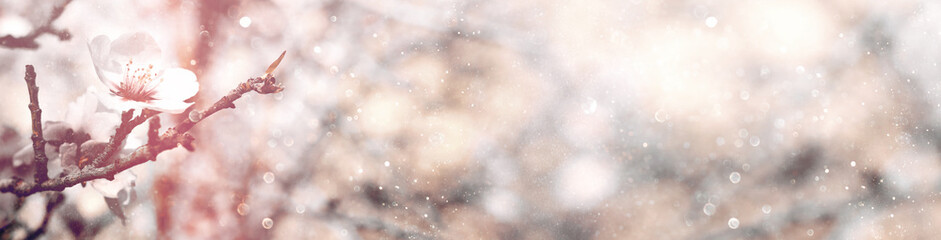 Abstract blurred website banner background of of spring white cherry blossoms tree. selective...