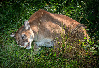 Florida Panther
