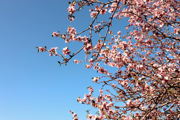 background of spring cherry blossoms tree. selective focus.
