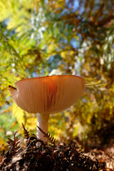 Fliegenpilz mit lichtdurchfluteten Pilzhut