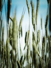 Close up of wheat pla