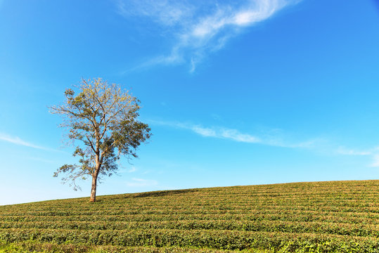 Alone tree on tea plantation and meadow with Blue Cloudy Sky in summer day, copy space.