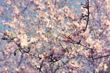 background of spring cherry blossoms tree. selective focus.