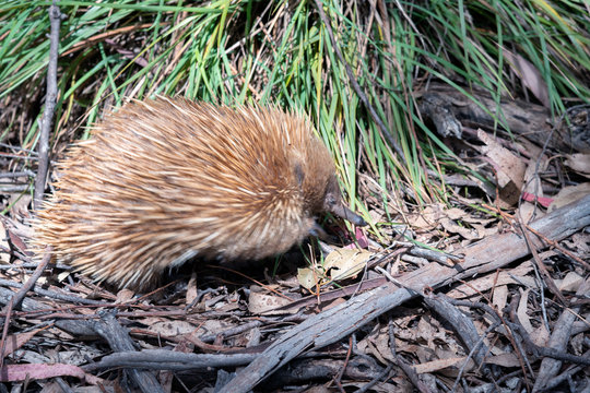 Echidna walking in the woods