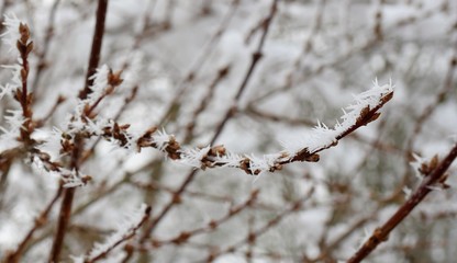 schneebedeckte Äste