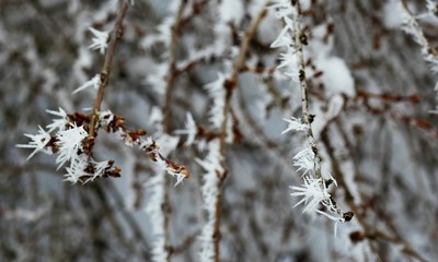 schneebedeckte Äste