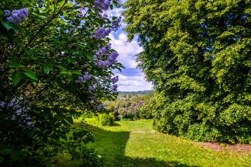 Path in summer park. Blooming lilac buches, trees. Cloudy sky, horizon. Seasonal beautiful landscape for poster, print, nature calendar. Green trimmed lawn, grass, meadow. Summer grass, plants.Blossom