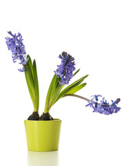 Potted Hyacinth Flowers Isolated on White Background
