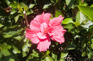 Flowers in the Tropical Garden of Funchal, Madeira, Portugal