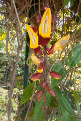 Flowers in the Tropical Garden of Funchal, Madeira, Portugal