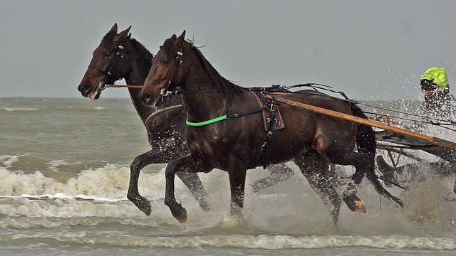 Horse racing, French Trotter, harness racing during Training on the Beach, Cabourg in Normandy, France