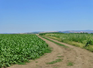 Obraz premium Photo of a dirt path next to beautiful green fields