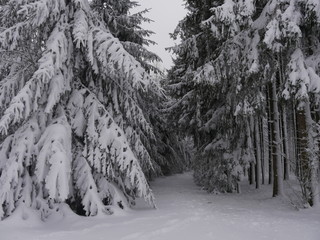 Winterwald