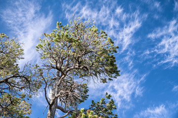 Beautiful pine tree against blue sky with clouds