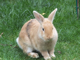 Lapin