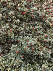 Ilex aquifolium 'aureomarginata' - Feuillage épineux et panaché de blanc jaune de houx rouge...