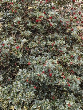 Ilex aquifolium 'aureomarginata' - Feuillage &eacute;pineux et panach&eacute; de blanc jaune de houx rouge commun 