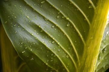  Natural green leaves created