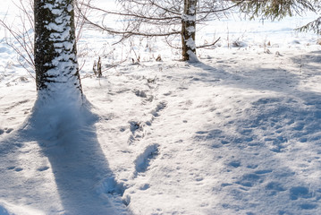 Trees on the edge of a winter forest in sunlight on a bright sunny day