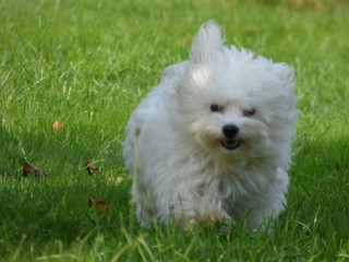 Bichon maltais