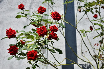 bouquet of red roses