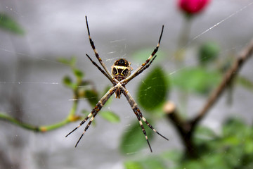 Aranha na teia
