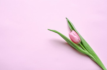 Pink tulip on the pink background. Flat lay, top view.