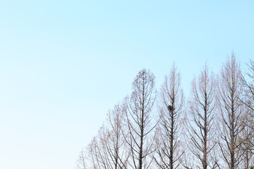 春のメタセコイア　空　鳥の巣　埼玉県　上尾市　日本