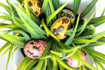 Colorful Easter eggs painted in pastel colors on grass background