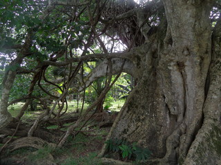 Arbre