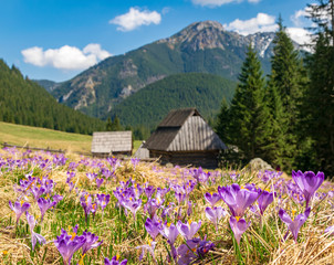 Beautiful meadow with blooming purple crocuses. Wooden hut and mountains on background